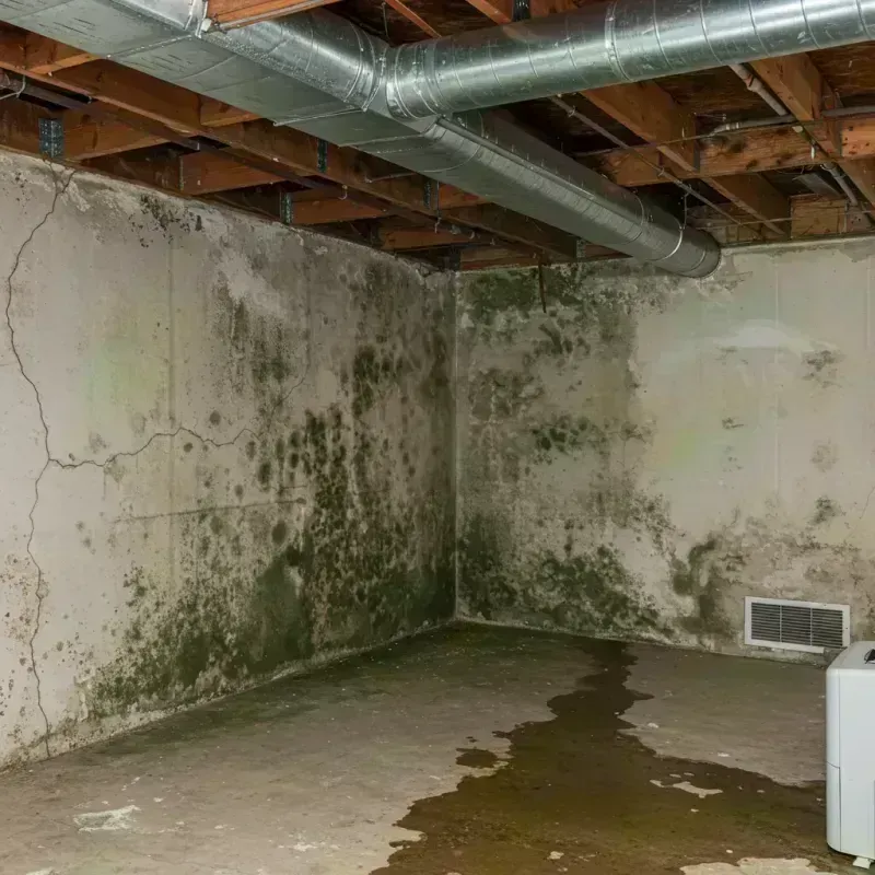 Professional Mold Removal in Holden, ME